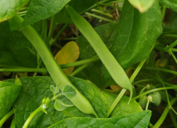 Зеленая фасоль вырастет даже у тех, кто никогда в жизни не сажал огород