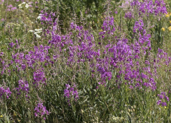 Чай буквально под ногами: что за удивительное растение можно найти в окрестностях Морозовска