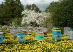 «Россельхозцентр» разъяснил владельцам пасек и сельхозпроизводителям, как предотвратить потери пчёл во время обработки полей пестицидами