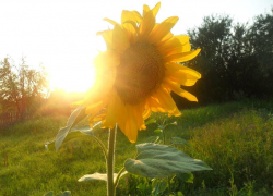 Пятница в Морозовске обещает быть жаркой и сухой