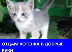 Игривая кошечка ищет дом