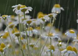 Небольшой дождь возможен в Морозовске в пятницу, 30 июля