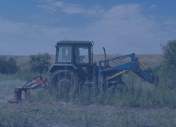 35 тысяч килограммов дикорастущей конопли уничтожили в Морозовском районе 26 июля