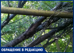 Мы боимся за свое жилье и не в силах справиться с такими порослями, - морозовчанин 