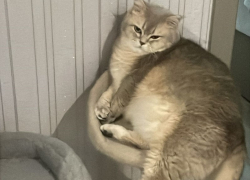 Домашние питомцы под угрозой: стресс и крики в семьях могут привести к сердечным заболеваниям у животных