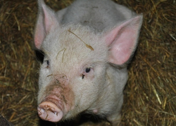 Двух умерших от вируса африканской чумы свиней нашли возле Морозовска 