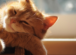 Теплая весенняя неделя ожидает морозовчан