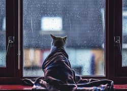 Дождь и до +4 градусов тепла прогнозируют морозовчанам в среду, 19 февраля