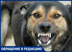 Город не для собак, а для людей! – морозовчане предложили применять эвтаназию для бездомных животных вместо их стерилизации