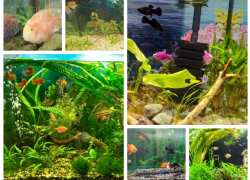 Фотографиями своих домашних аквариумов поделились читатели "Блокнота Морозовска"