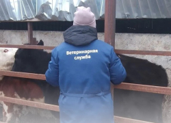В Морозовском районе началась массовая проверка и вакцинация животных