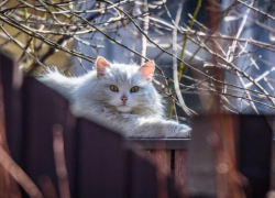 Солнце и до 11 градусов тепла ожидается в Морозовске 19 марта