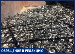 Жители хутора Александров в Морозовском районе спасли 11 тонн рыбы из пересыхающего пруда, нужна срочная помощь