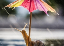 Дождь морозовчанам обещают и в пятницу