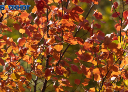 +16 и без дождя будет в Морозовске во вторник