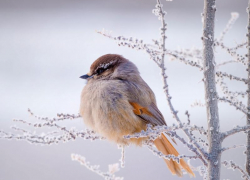Температура воздуха в Морозовске понизится ещё