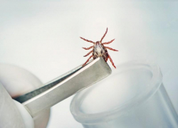 В Морозовском районе зарегистрировали случай заболевания крымской геморрагической лихорадкой