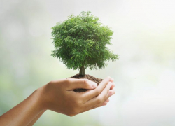 Морозовский район присоединится к осеннему Дню древонасаждения