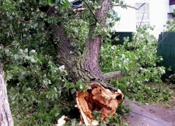В Морозовске упавшие от разгула стихии деревья повредили во дворах заборы