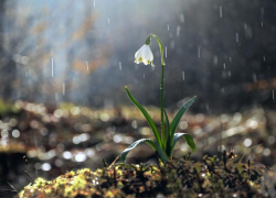 Конец недели в Морозовске будет дождливым