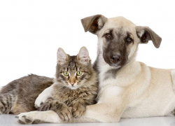 В ветлечебнице Морозовского района пройдет день льготной стерилизации кошек и собак