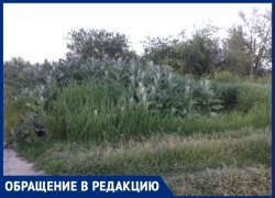 Жители улицы Щаденко в Морозовске пожаловались на некошеную траву