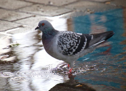 Облачность и до 5 градусов тепла обещают морозовчанам в конце недели