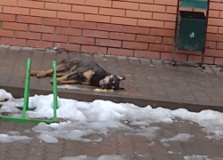 В Морозовске массово потравили бездомных собак 