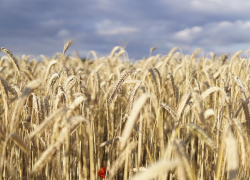 Облачно и умеренно жарко будет в Морозовске в конце недели