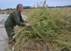 Более тонны дикорастущей конопли уничтожили в станице Вольно-Донской Морозовского района