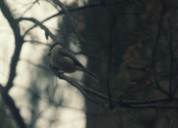 Довольно холодный день без осадков ожидается в Морозовске в пятницу, 17 января