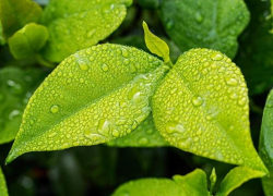 Небольшой дождь пройдет в Морозовске во вторник