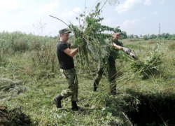 Рекордный вес дикорастущей конопли уничтожено на Дону за два месяца 