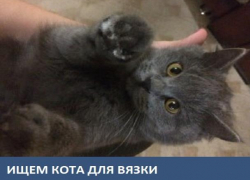 Кошка британской породы ищет жениха