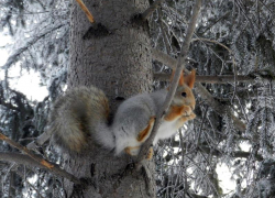До 10 градусов ниже нуля ожидается в Морозовске утром, 21 января