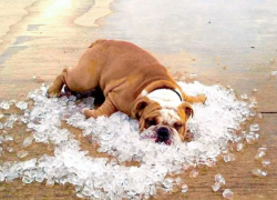 Опять жара: морозовчанам обещают до +33 градусов в тени