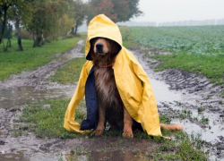Похолодание до +24 и небольшой дождь обещают синоптики в субботу, 14 августа