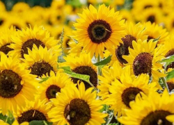 +33 ожидается в Морозовске 12 июля