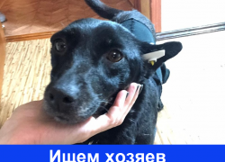 Рейна ищет добрых и ответственных хозяев