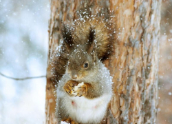 Небольшой снег и до -1 градуса обещают морозовчанам в пятницу