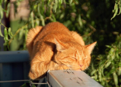 Ясную погоду без осадков обещают морозовчанам на выходных