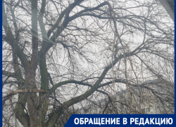 Опасные ветки нависли над головами у гимназии: родители бьют тревогу