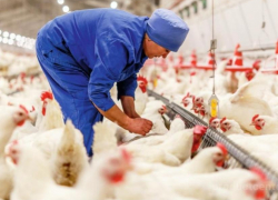 Есть рабочие вакансии в ООО «Воловский бройлер»