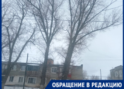 Опасный тополь у дороги: жители Морозовска снова просят спасти их от беды