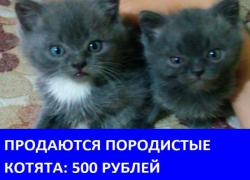 Продаются милые породистые котята