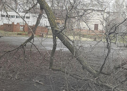 Упавшее дерево беспокоит жителей Морозовска
