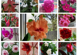 Читатели "Блокнота Морозовска" поделились фотографиями своих цветущих комнатных растений