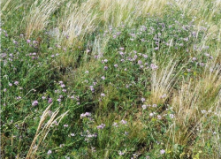 Ядовитое, но полезное растение можно встретить в окрестностях Морозовска