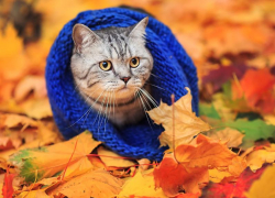 Похолодание до +15 градусов обещают синоптики в субботу