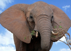 Письмо в редакцию: Начальник пожарной части Морозовска не приметил слона